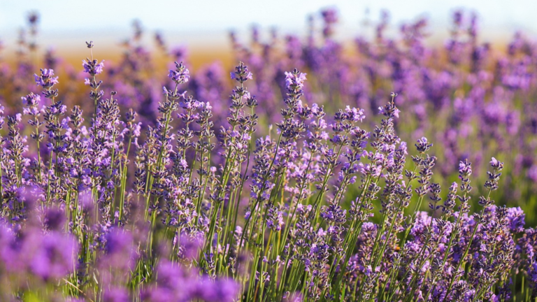 Como Cuidar de Lavanda?